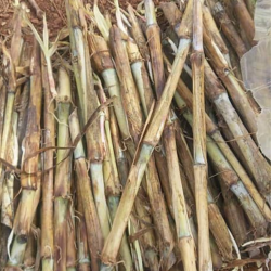 Boutures de Maralfalfa