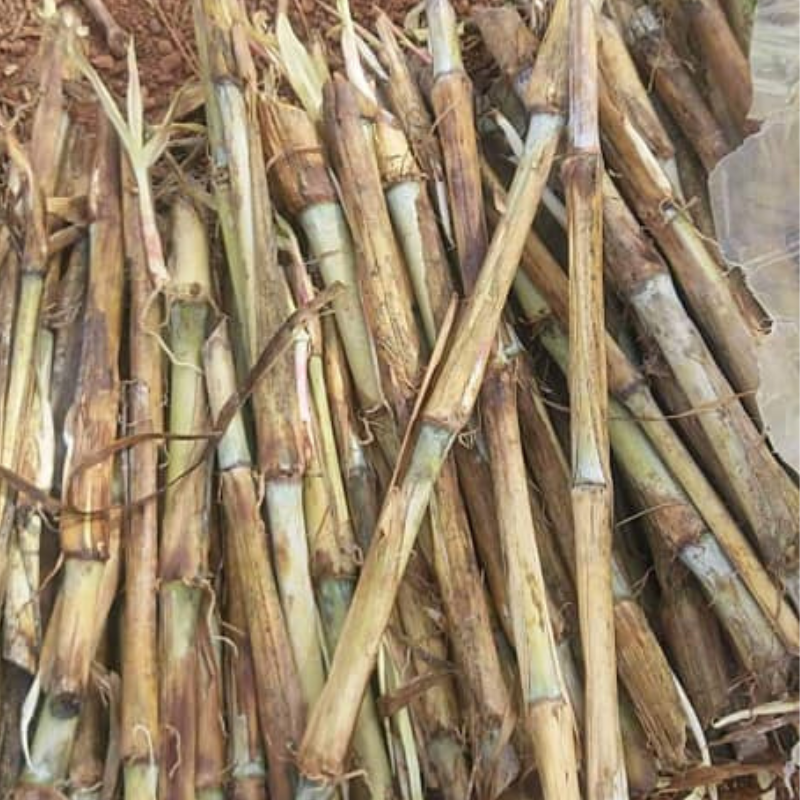 Boutures de Maralfalfa